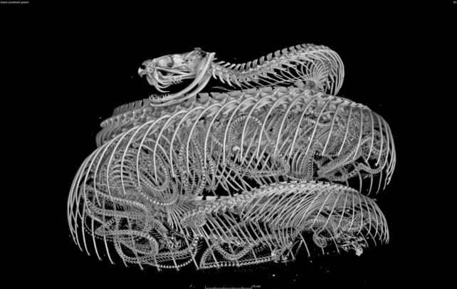 CT Scan Snake