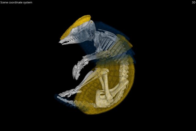 CT Scan Armadillo