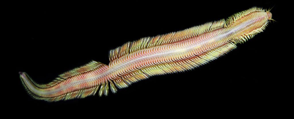 Nuove specie di vermi trovate mentre strisciano nelle profondità più oscure dell'oceano: ScienceAlert