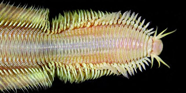 Descubren nueva especie de extraños gusanos arrastrándose en las profundidades más oscuras del océano: ScienceAlert