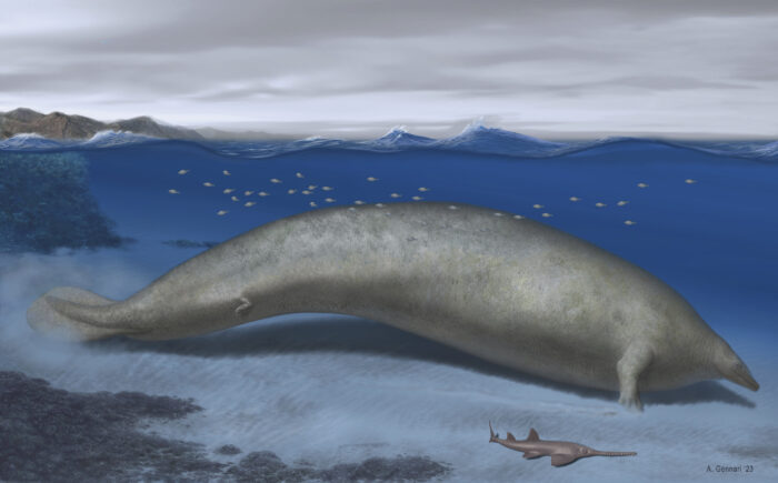 Reconstruction of Perucetus