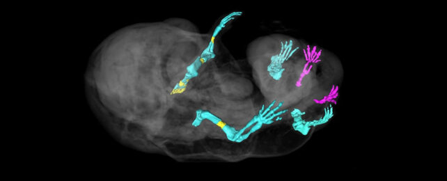 scan of six limbed mouse embryo with limbs highlighted, extras in magenta