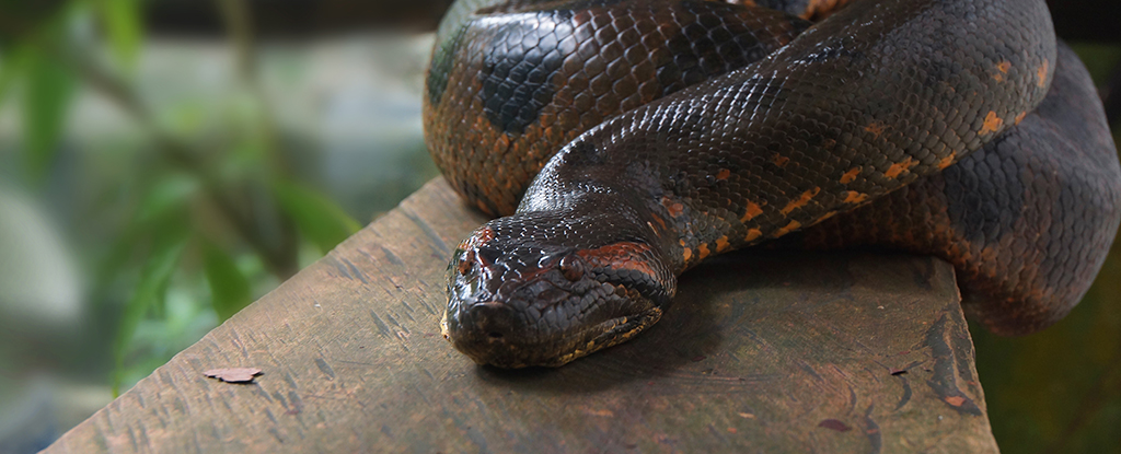 A Gigantic Snake Prowled India’s Jungles 47 Million Years Ago