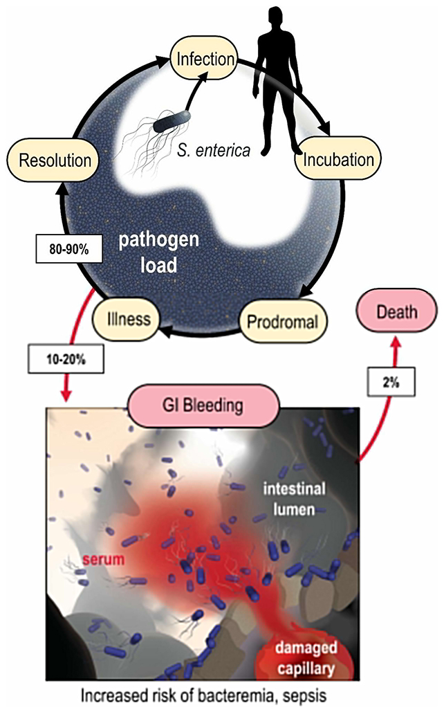 Bacteria diagram