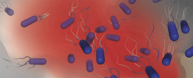 Blood bacteria