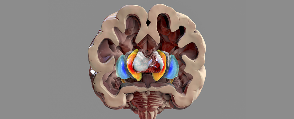 Dve cesty k Parkinsonovej chorobe môžu odhaliť iba jeden spôsob, ako jej zabrániť: ScienceAlert