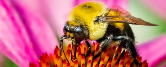 A bee on a bright flower