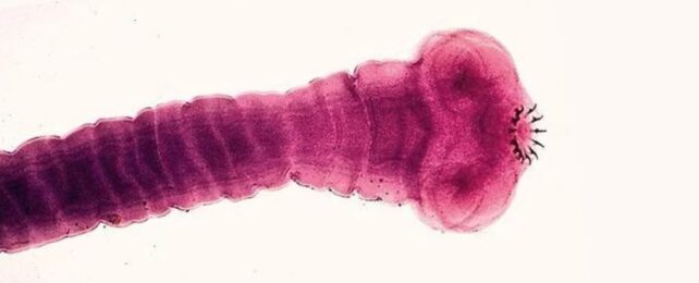 A large purple worm