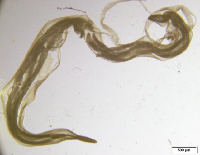 A brownish worm magnified on a white background