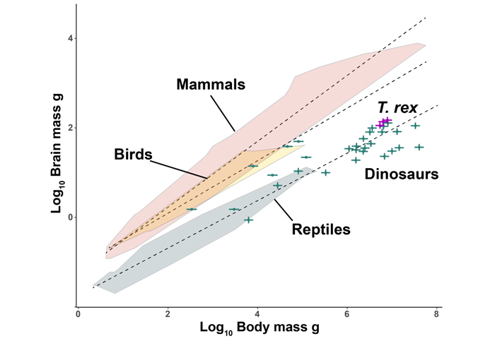 Graph plotting relationship between brain and body mass of birds, mammals, reptiles and dinosaurs