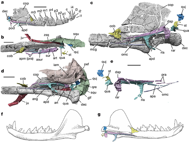 Fossil diagram