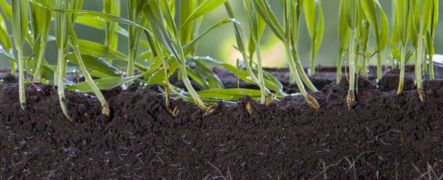 These Hardy Plants Have Figured Out How to 'Farm' Microbes in Their Soil