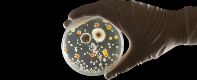 Gloved hand holding agar plate with microbes