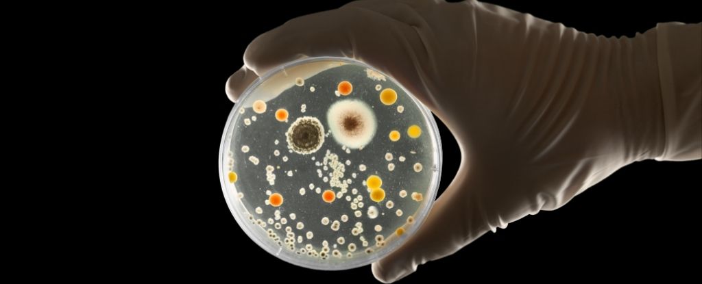 Para ilmuwan mengungkap dari mana sebenarnya sebagian besar infeksi 'rumah sakit' berasal: ScienceAlert