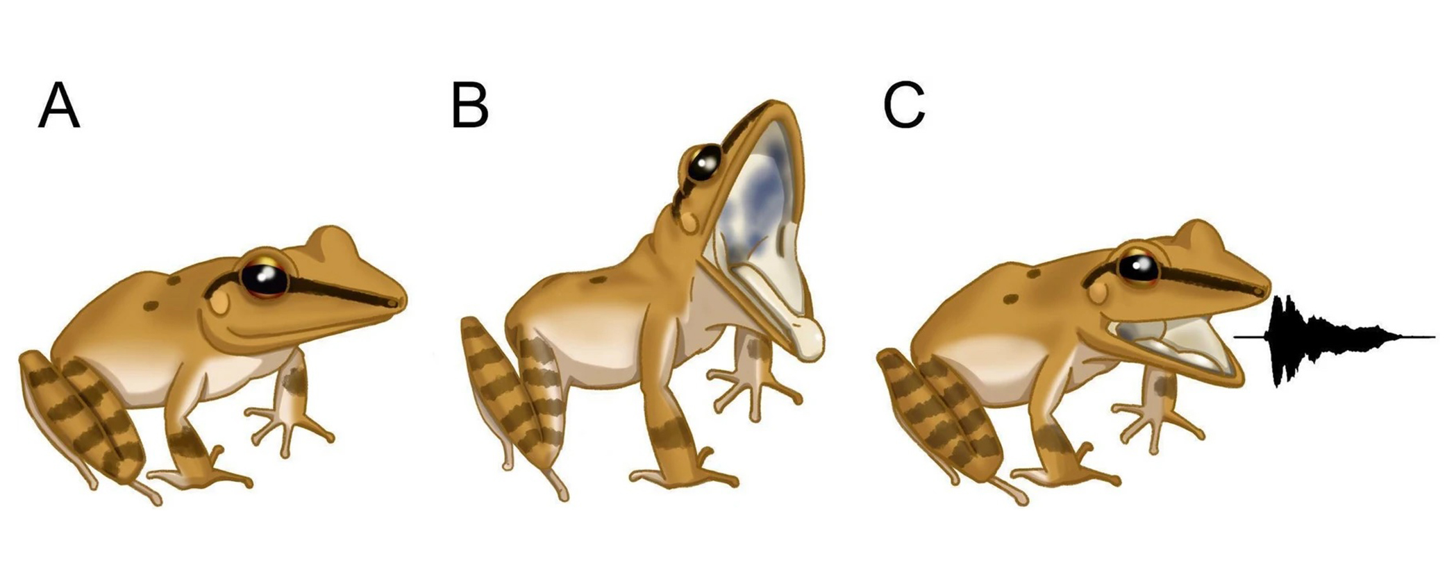 three illustrations of the leaf litter frog, side by side, showing them crouched, then opening their jaw wide, then closing their mouth and releasing the waveform.