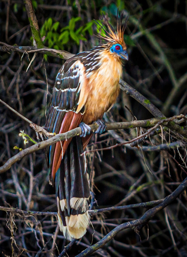 A strange looking bird