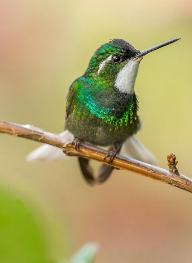 A green hummingbird