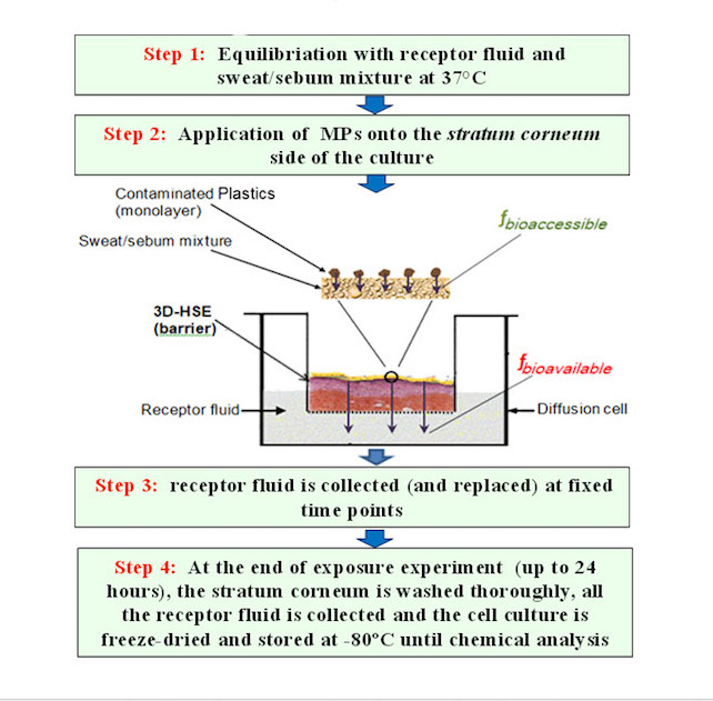 illustration of experiments that found human skin can absorb PBDEs