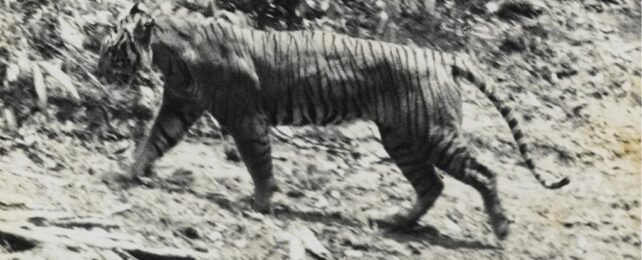 This Tiger Was Thought Extinct. Then a Single Strand of Hair Was Found.