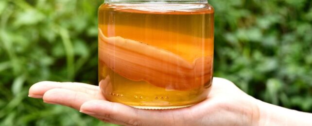 Kombucha Could Trigger Similar Benefits to Fasting, Study Finds