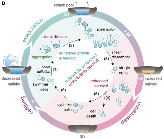Diagram showing life cycle Choanoeca flexa, which can exist as single cells or colonies depending on the salinity of tidal pools.