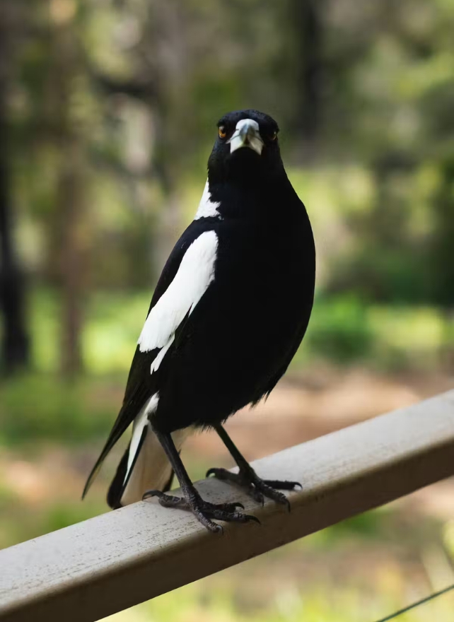 Magpie