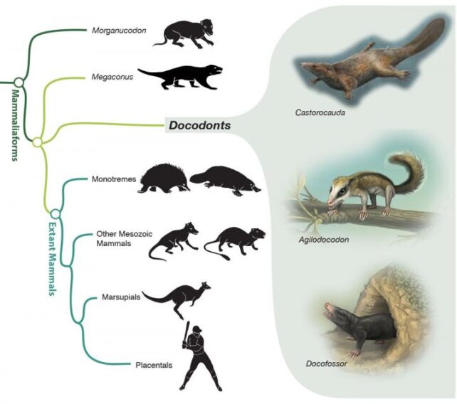 Evolutionary tree showing how modern mammals branched off from their now-extinct relatives.