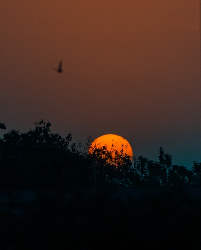 Bright orange moon low in sky