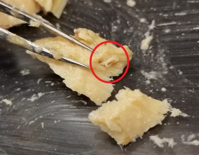 A red circle around tweezers grabbing a piece of cooked salmon