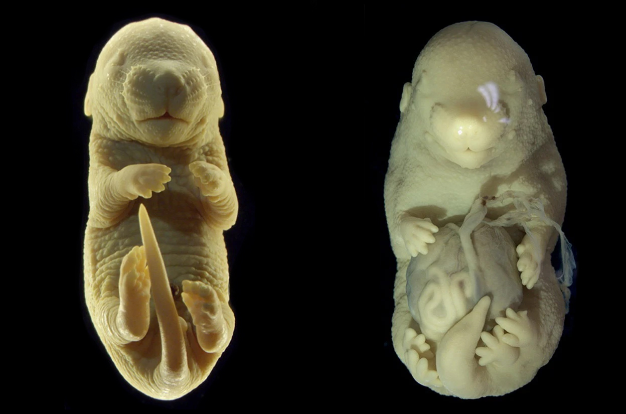 normal and mutant mouse embryos