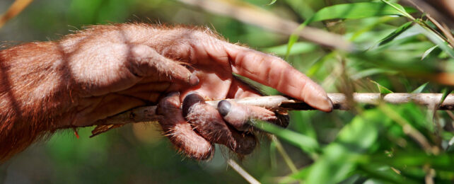 Orangutan hand holding a stick amongst green foliage