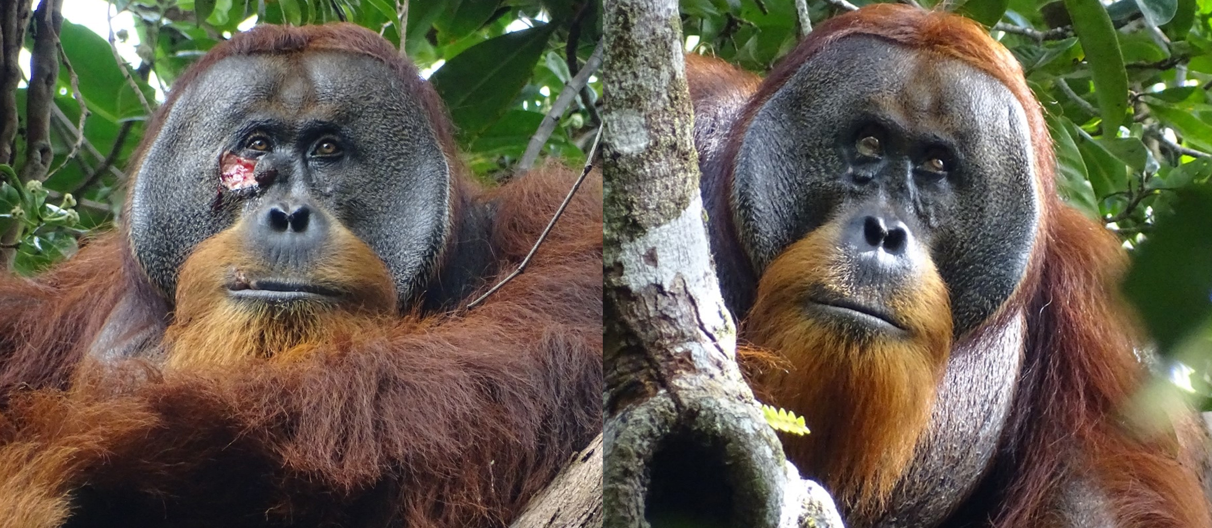 Orangutan with clear facial wound on the left and healed over scar on the right
