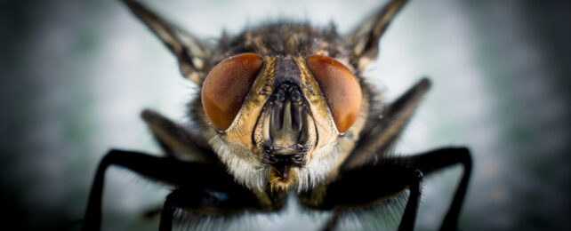 Close up picture o house fly.
