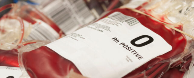 Plastic pouches of donate blood, labelled with blood type.