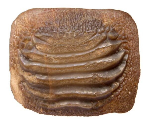 Stunning Remains of Great White Shark's Giant Ancestors Reveal a