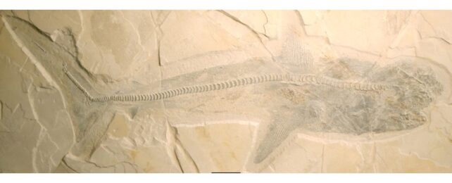 Stunning Remains of Great White Shark's Giant Ancestors Reveal a Surprising Diet