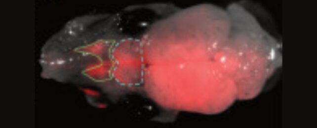 A mouse brain in pink and grey, showing small outlined areas at the front