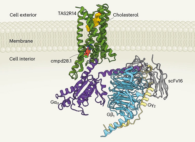 TAS2R14 receptor