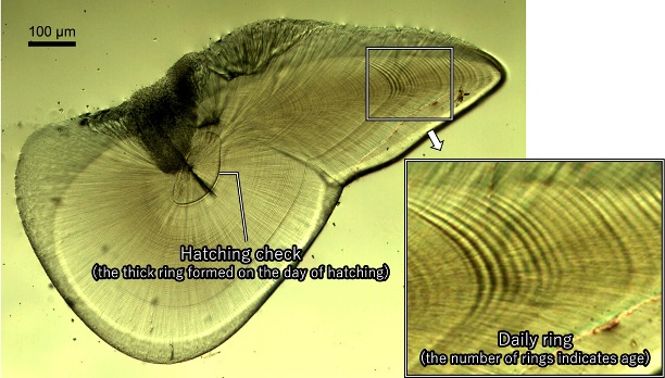 Cross section of a squid statolith.