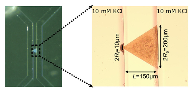 Synapse diagram