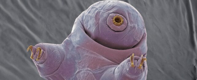 Coloured scanning electron micrograph of a water bear, or tardigrade