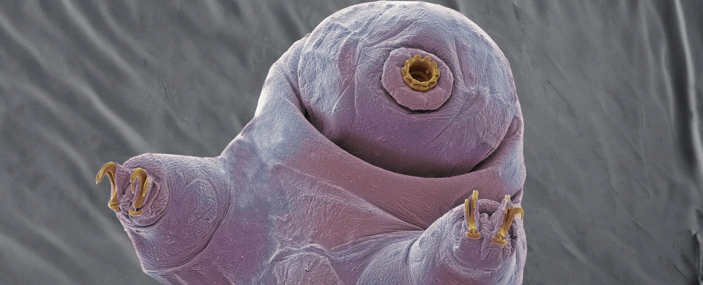 Scientists Uncover How Tardigrades Live to tell the tale Blasts of Radiation, And It's Bizarre