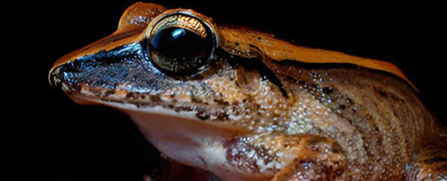 Tiny Brazil Frog Against Black