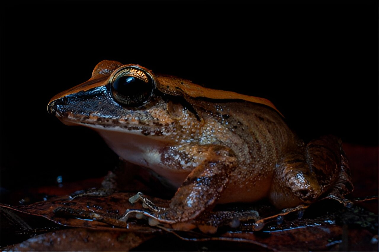 profile photo of the leaf litter frog on a black background. it has brown mottled skin and a big black eye, pointed head shape.