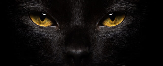 black cat with narrowed eyes