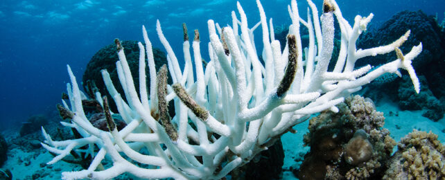 Record-Breaking Ocean Heat Triggers 4th Global Coral Bleaching Event ...