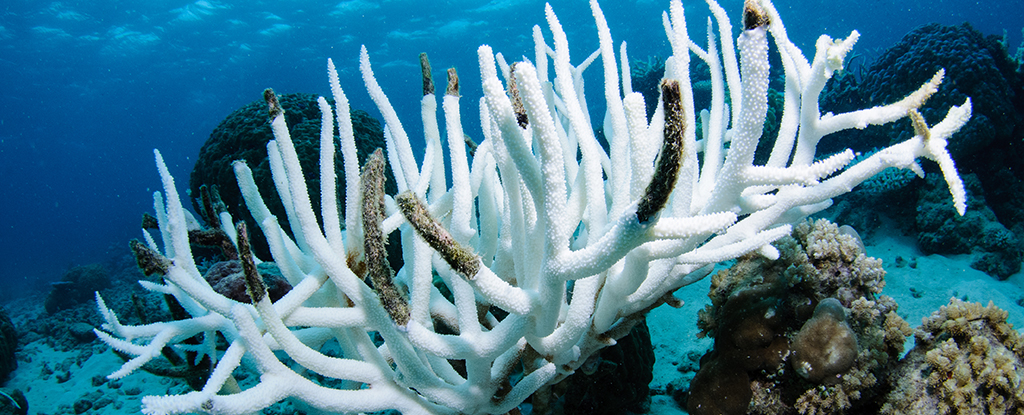 El calor oceánico sin precedentes desencadena el cuarto evento mundial de blanqueamiento de corales: Heaven32
