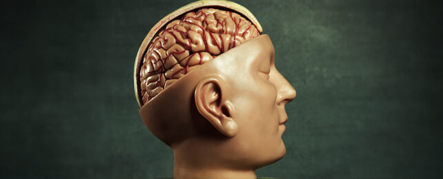 brain in an anatomical model