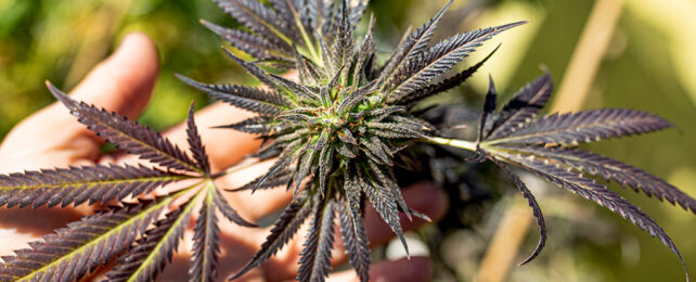 cultivated marijuana bud and leaf
