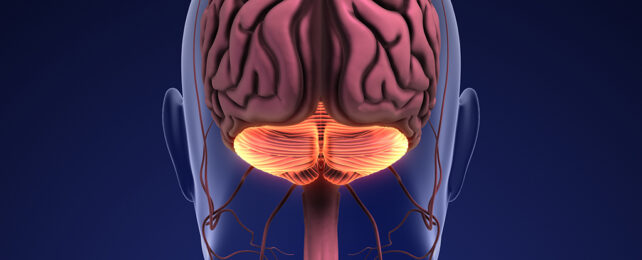 cerebellum at the back of the brain
